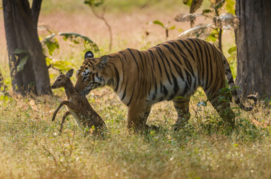 Kanha National Park