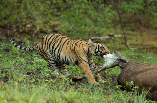 Pench National Park