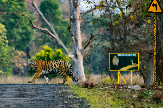 Tadoba National Park