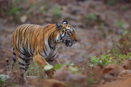 Bandhavgharh National Park